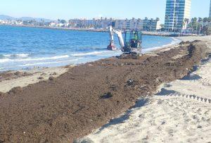 El Consejo de Gobierno de la Junta aprueba la exención para los ayuntamientos del abono del impuesto por depósito de arribazones de alga asiática en los vertederos