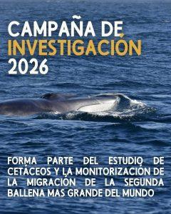 Ecolocaliza abre el plazo de inscripciones para participar en la campaña de investigación 2026 del rorcual común