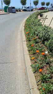 Parques y Jardines realiza trabajos de siembre en zonas muy concurridas en la época estival