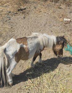La Policía Local localiza un poni en estado de abandono en una parcela de la carretera del Zabal