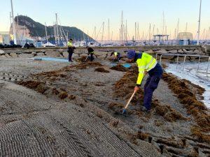 Playas confirma la retirada de 50.000 kilos de alga invasora en Poniente en la última semana