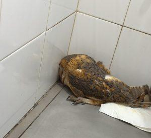 El Ayuntamiento gestiona el rescate de una lechuza hallada en la Ciudad Deportiva